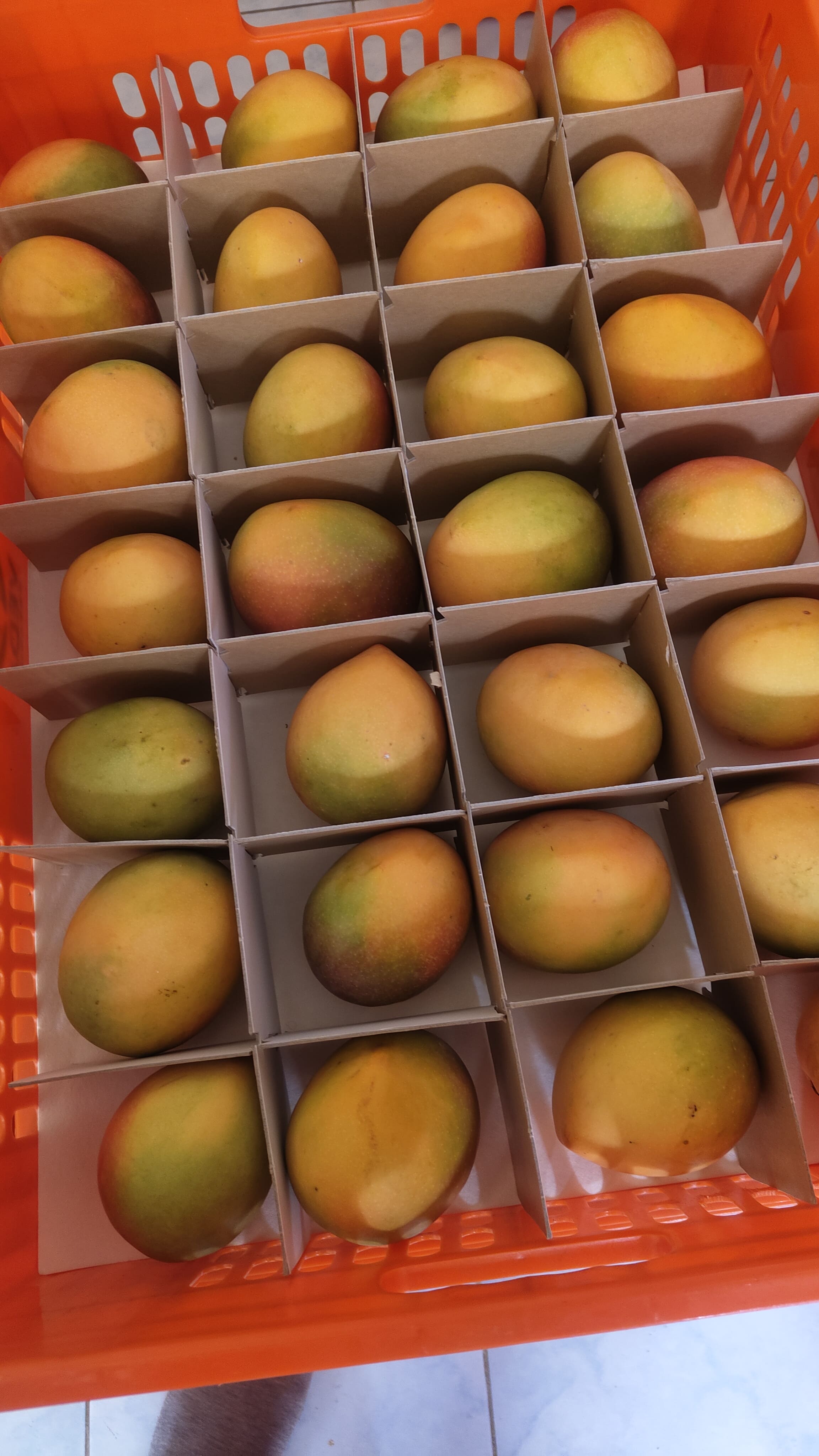 Nyika Sunrise Mango