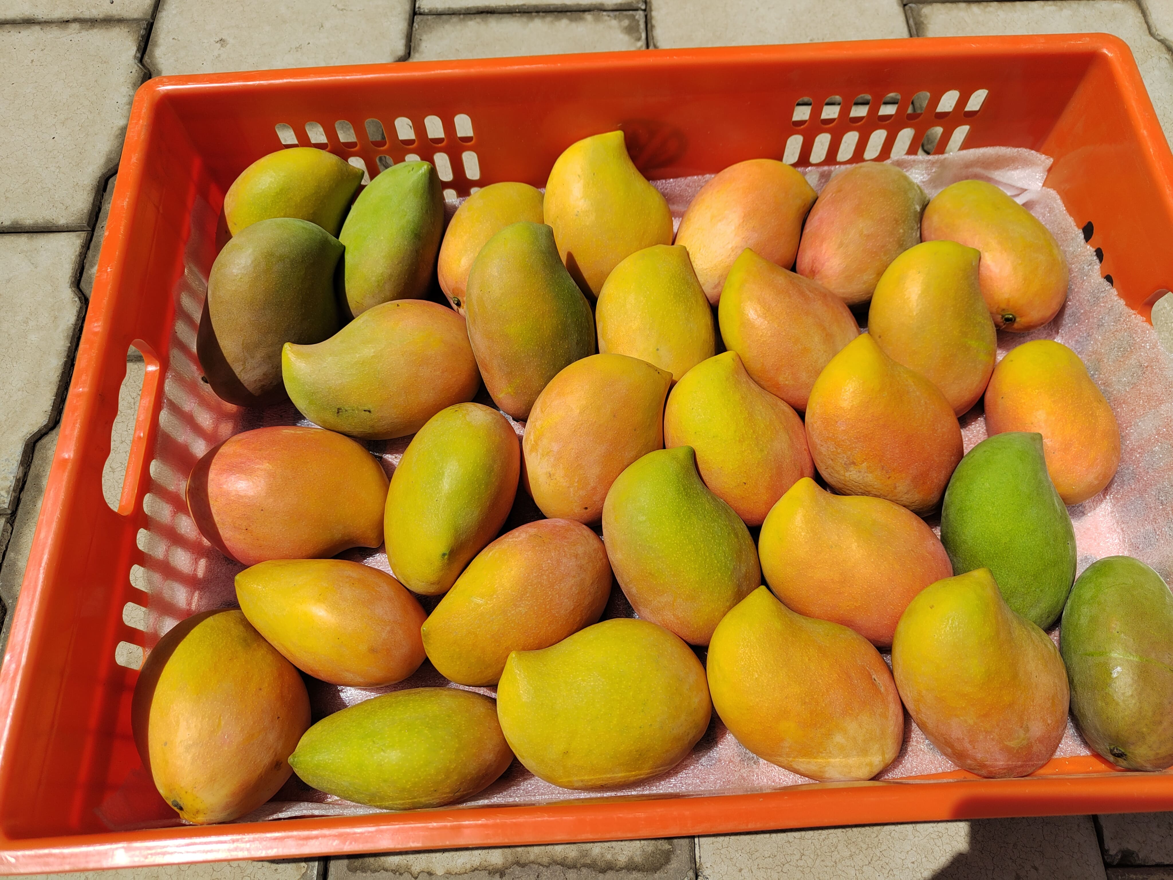 Nyika Sunrise Mango