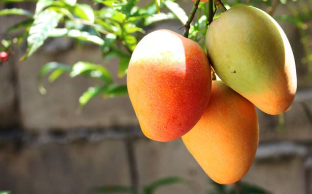 Nyika Sunrise Mango