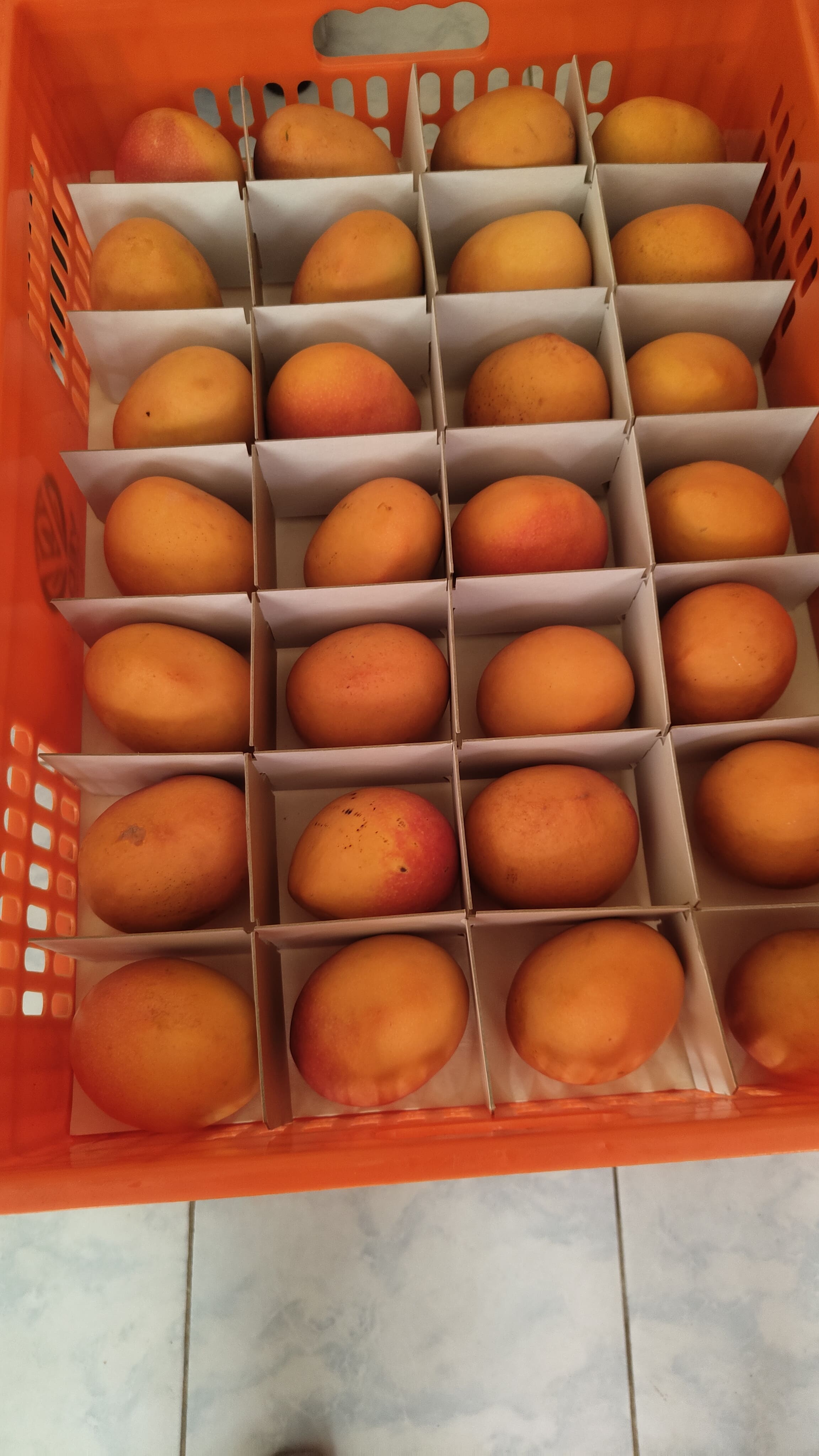 Nyika Sunrise Mango