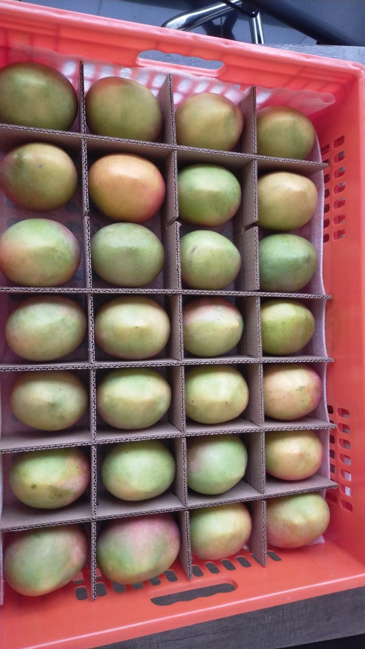 Nyika Sunrise Mango