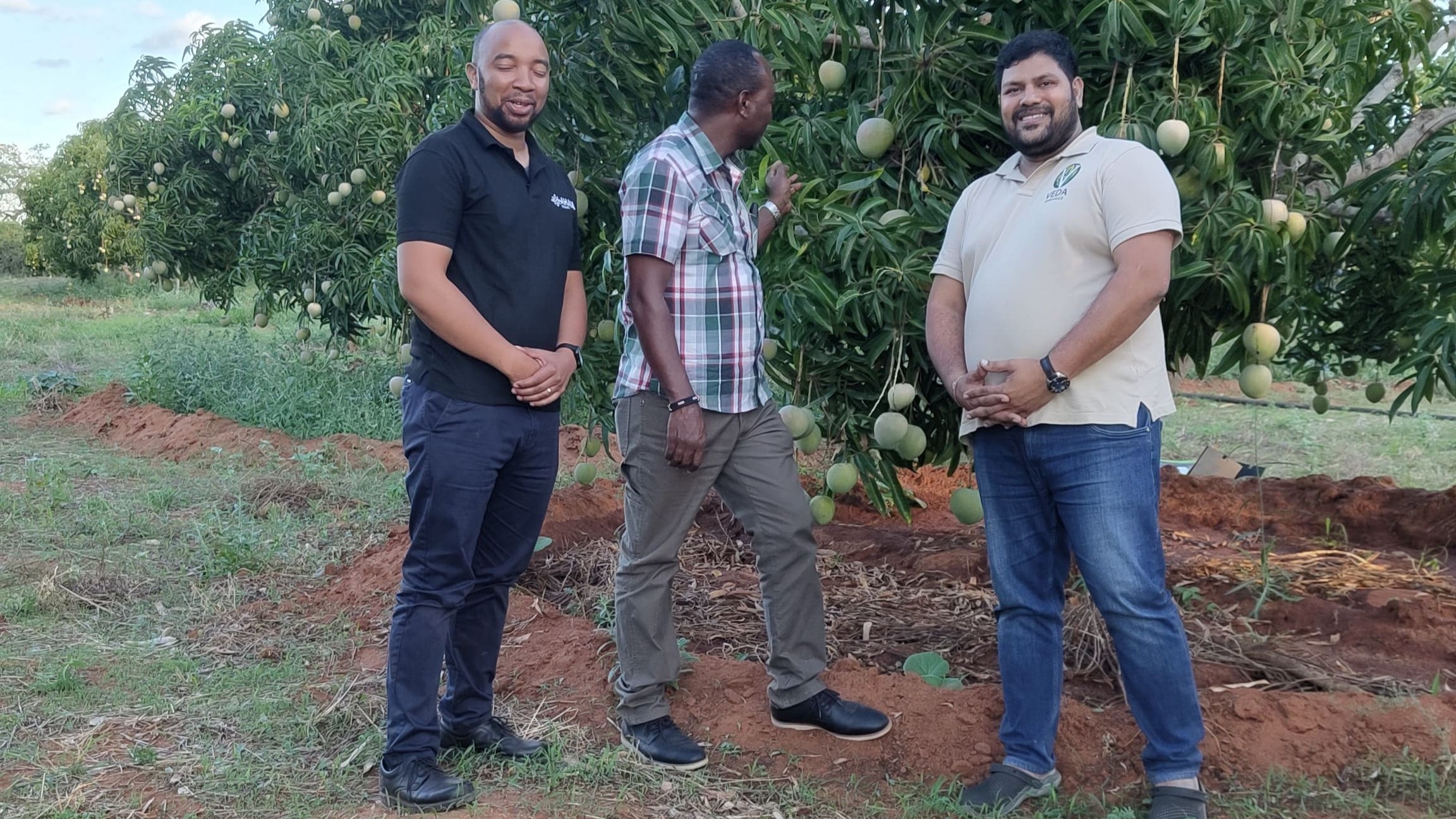 Nyika Sunrise Mango