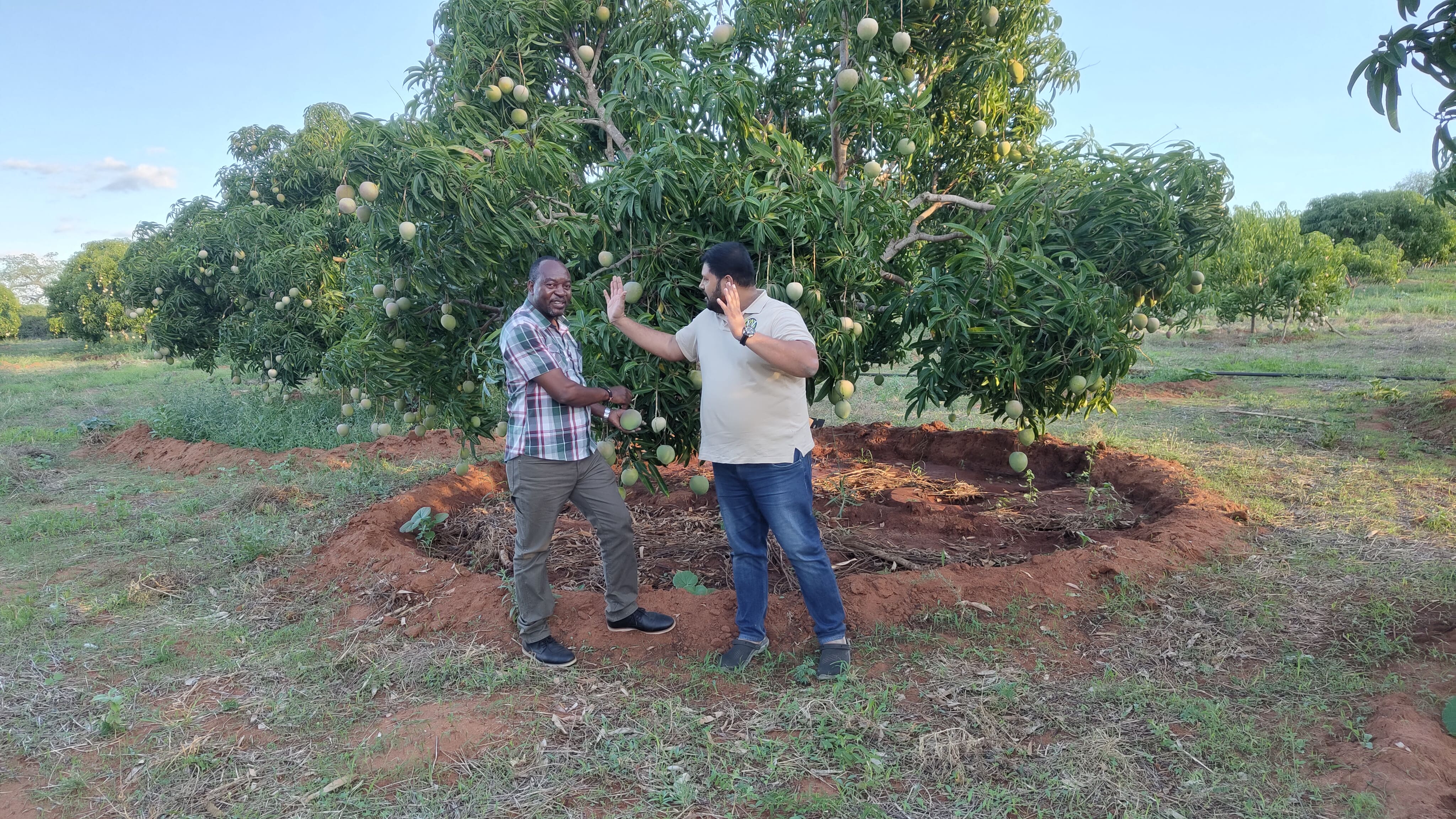 Nyika Sunrise Mango